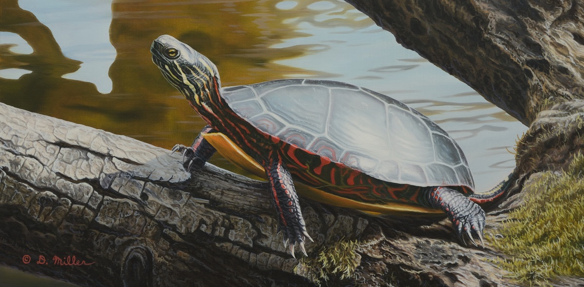 Mossy Perch - by Darin Miller